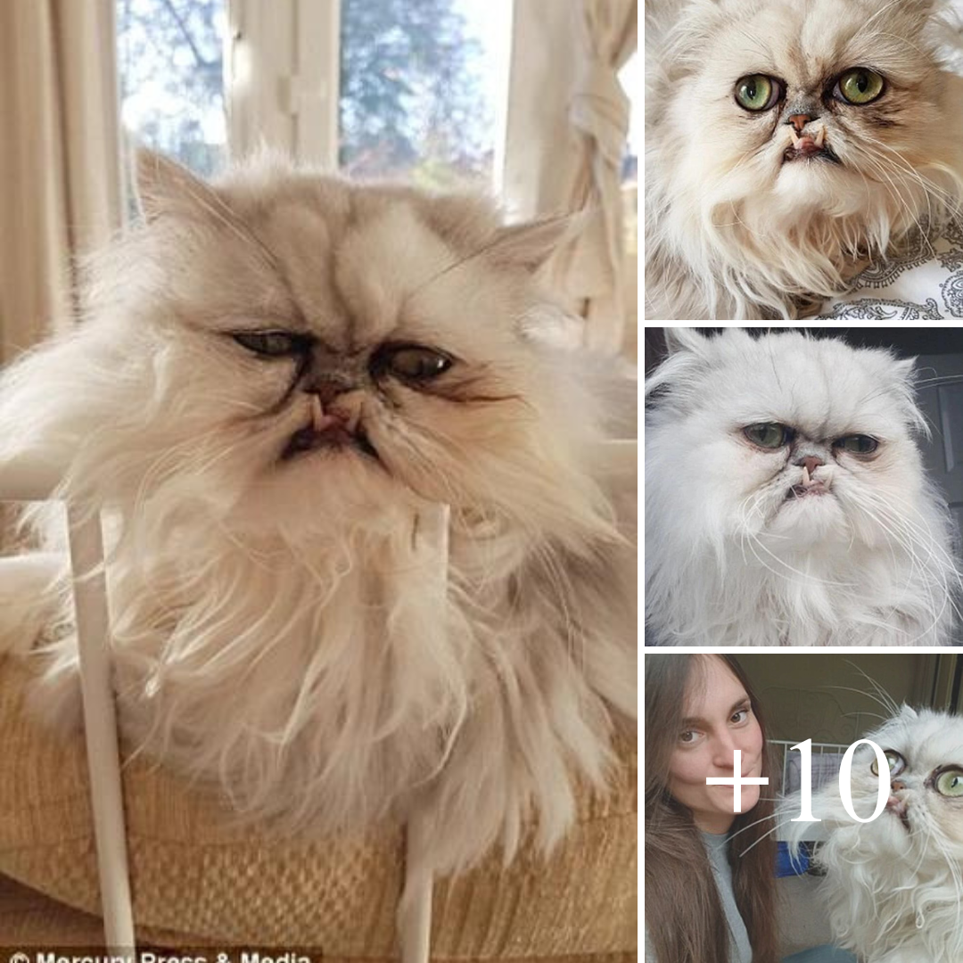 “Chú mèo khó ở nhất Thế giới”: Mặt mũi trông khó coi đến mức ai nhìn vào cũng tưởng là Photoshop