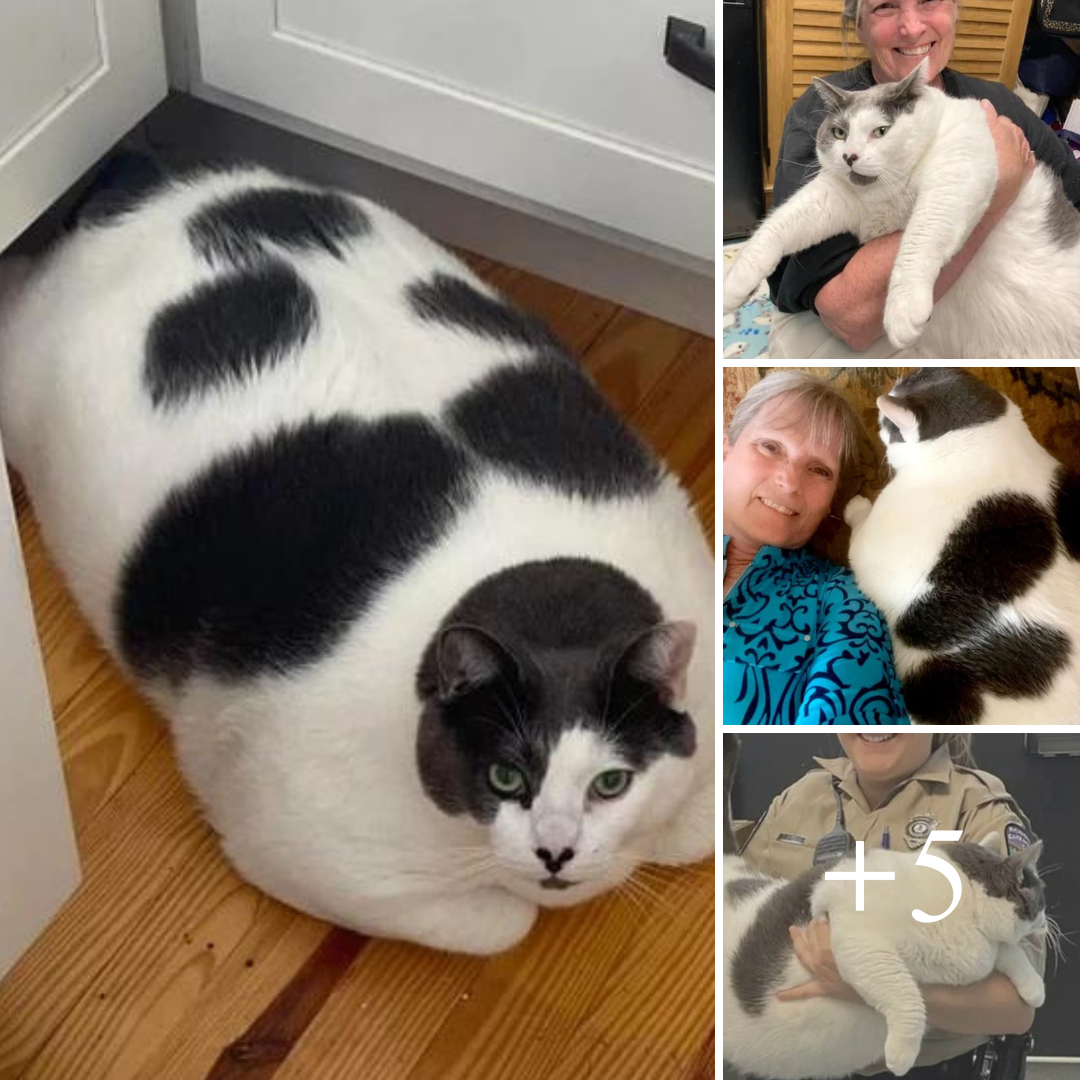 Bé mèo khổng lồ nặng gần 20kg khiến người ta yêu ngay từ cái nhìn đầu tiên