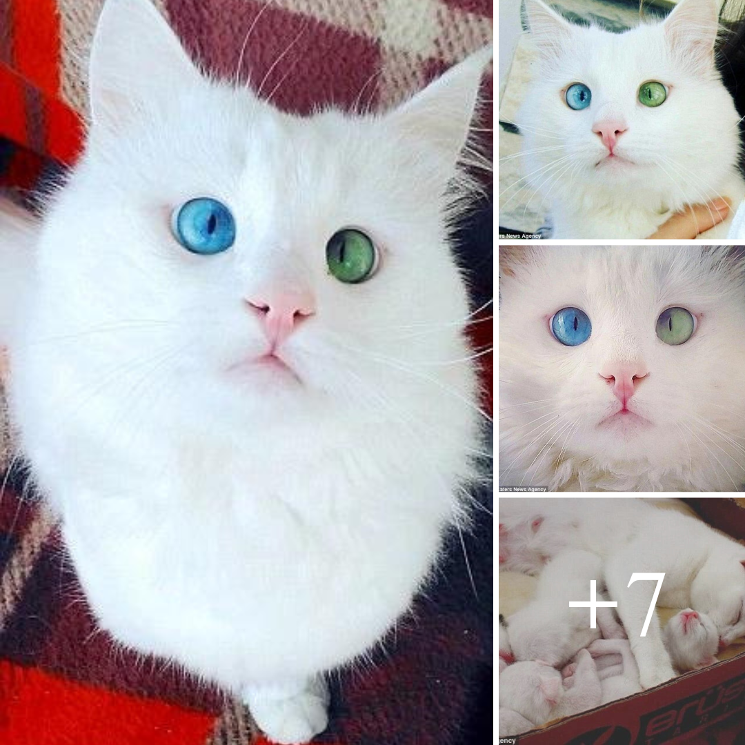 Chú mèo có đôi mắt kỳ lạ như thôi miên người đối diện
