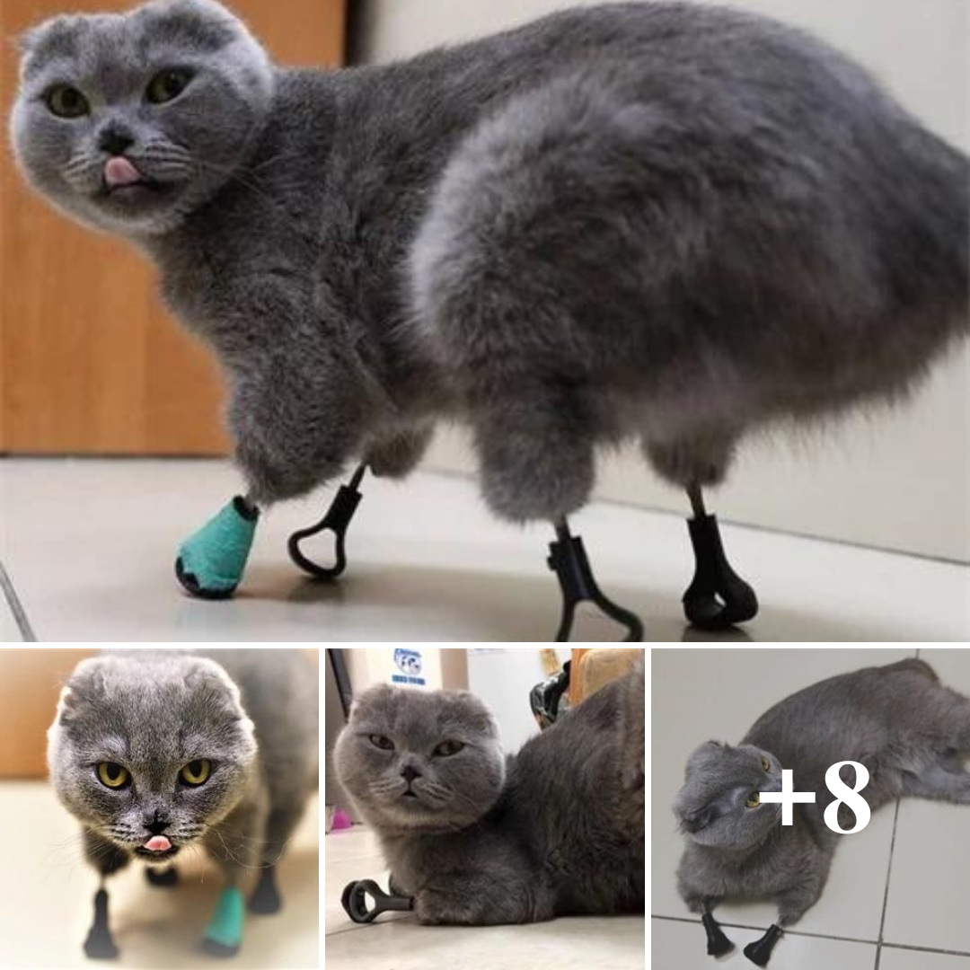 Chú mèo mất cả 4 chân vì vùi mình trong tuyết bất ngờ được “hồi sinh” với chân giả