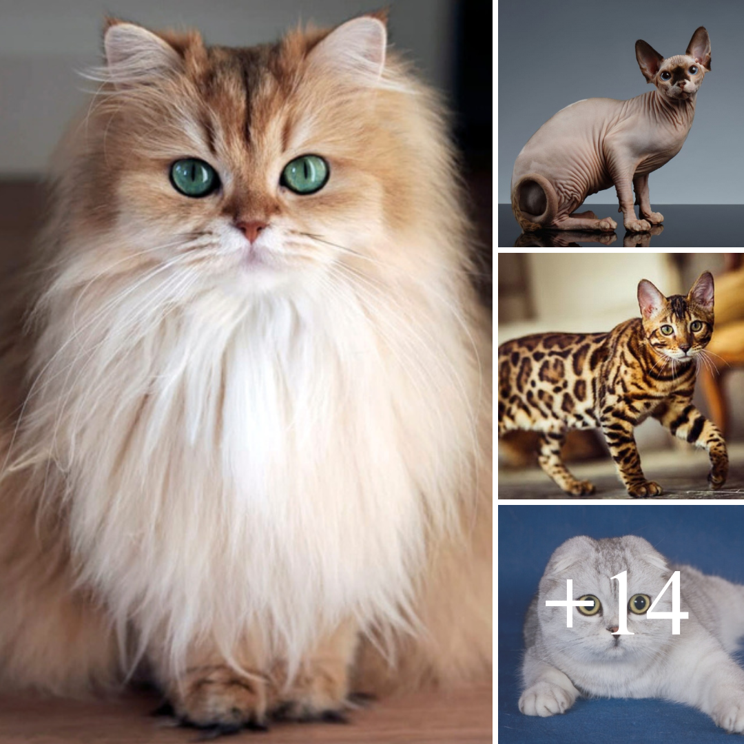 Top 13 Loài mèo dễ thương nhất thế giới