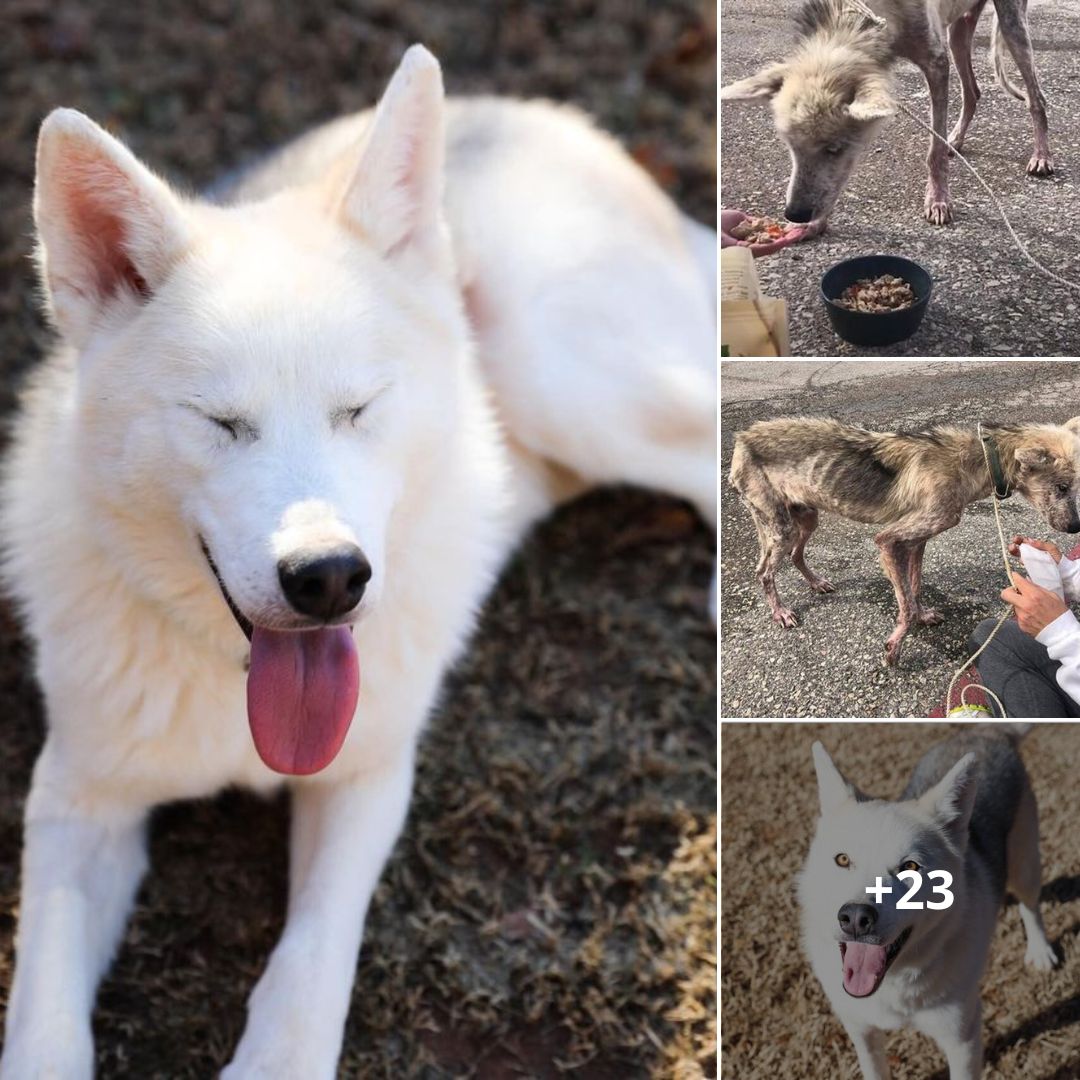Bị chủ hành hạ bỏ cho chết đói, chú chó husky da bọc xương được cứu sống và ‘lột xác’ ngoạn mục sau một thời gian ngắn