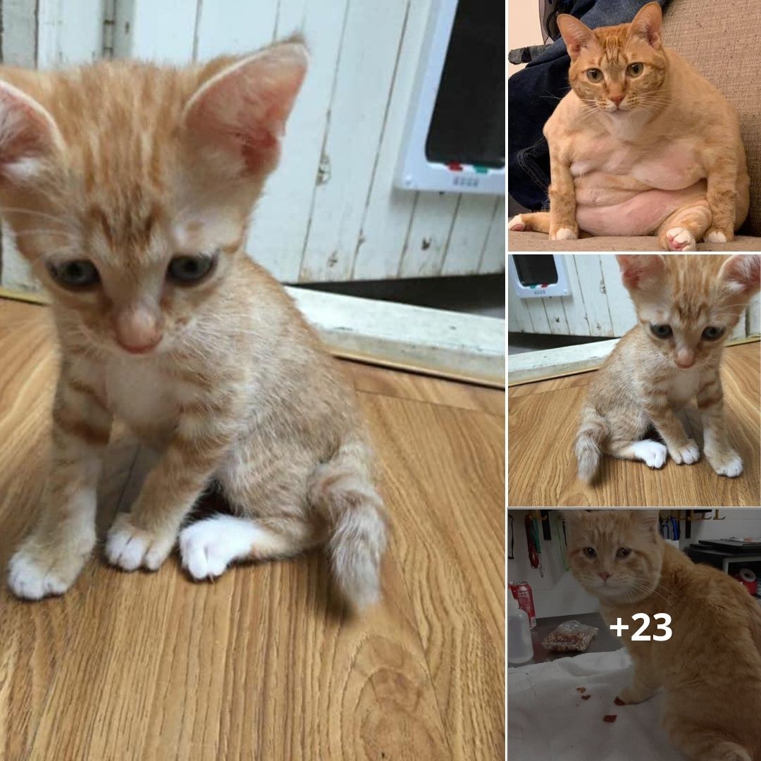 Nhặt con mèo ốm bị vứt lề đường về nuôi, 9 tháng sau nhận lại con… heo