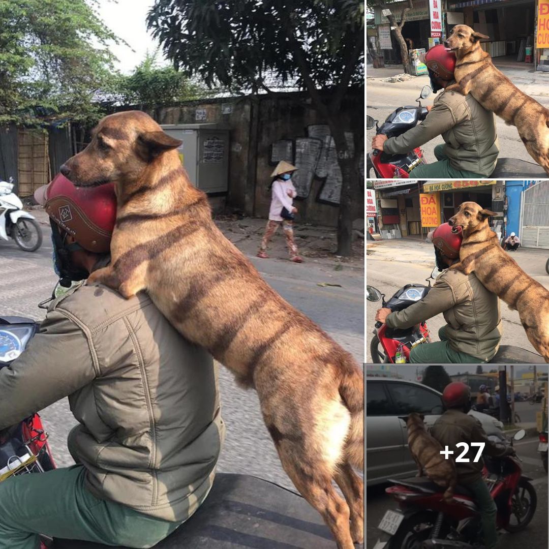 Con boss kẻ lông mày sâu róm, “tha thu” vằn vện toàn thân là ngôi sao sáng MXH hôm nay