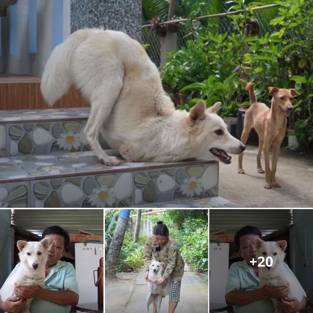 Người đàn ông Bến Tre cưu mang chú chó hai chân, 2 năm sau được “trả ơn” bằng hẳn căn nhà