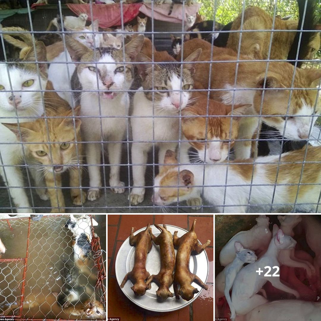 Hình ảnh những chú mèo đáng thương trong khu chợ thịt mèo nổi tiếng tại Việt Nam lên báo nước ngoài