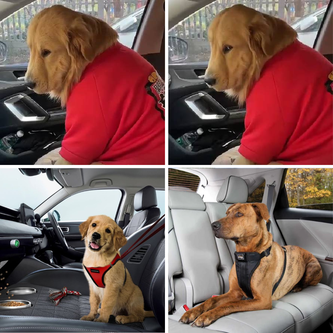 Chiếc chó Gâu Đần ngồi ở ghế phụ với vẻ mặt không vui và không chịu xuống xe, lý do đằng sau khiến mọi người bật cười