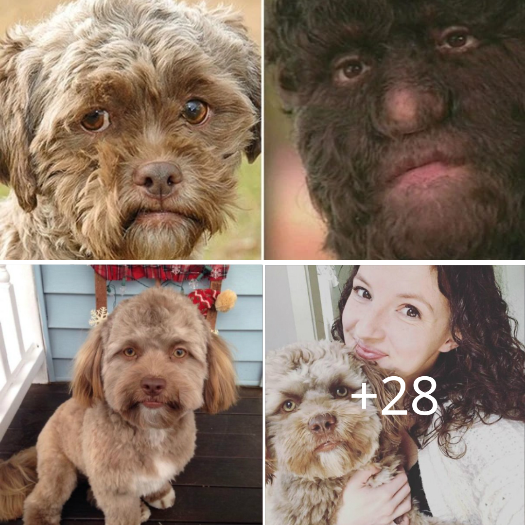 Chú chó có khuôn mặt giống người làm xôn xao mạng xã hội