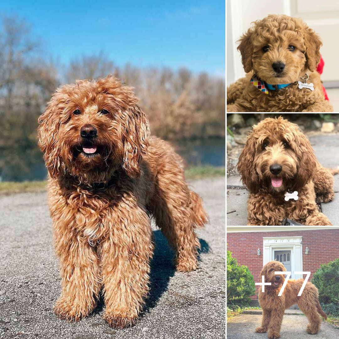 Nhà nuôi chó Golden và chó Poodle, chủ ngỡ ngàng trước kết quả của cuộc tình “vụng trộm”