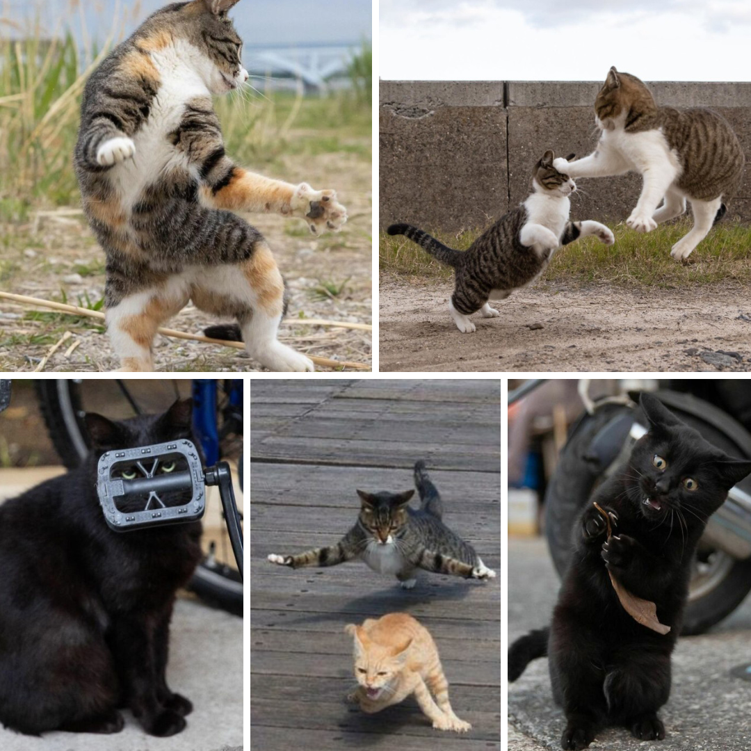 Cùng Nhiệp Ảnh Gia Bắt Trọn Khoảnh Khắc Tấu Hề Của Những Con Mèo Trên Đường Phố Tokyo