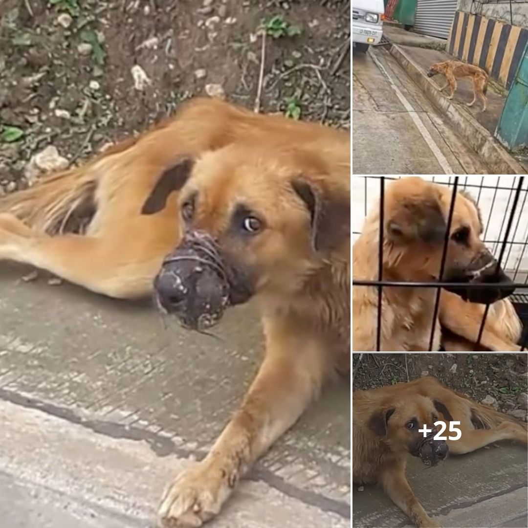 Chú chó tội nghiệp bị bỏ lại bên đường: Cố gắng thoát khỏi lò mổ khi bị chảy máu