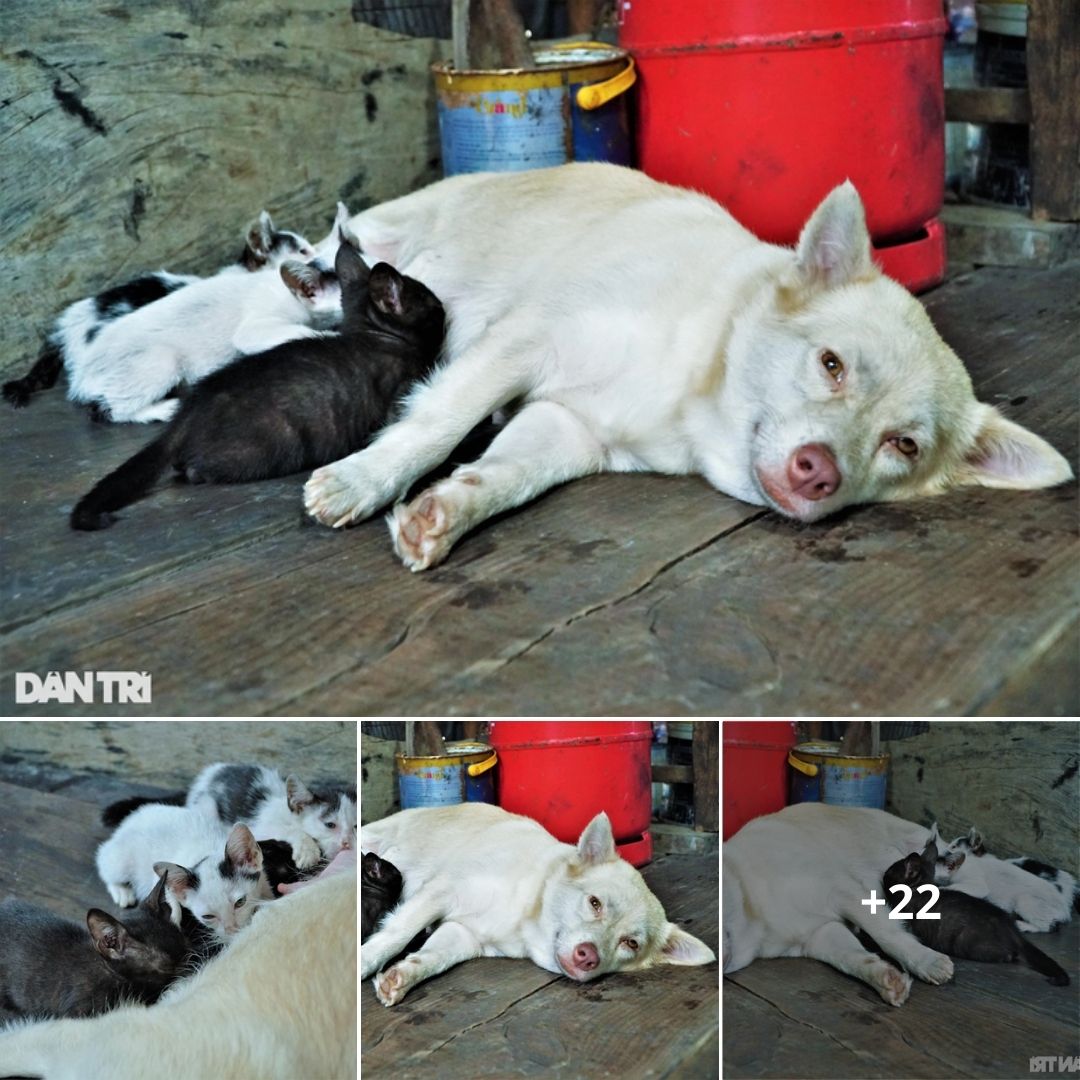Hy hữu: Chó làm mẹ “bất đắc dĩ” của đàn mèo cực đáng yêu ở Cà Mau