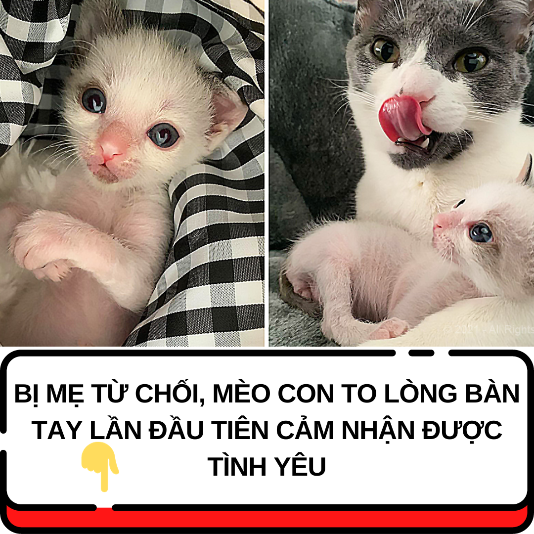 Bị Mẹ Từ Chối, Mèo Con To Lòng Bàn Tay Lần Đầu Tiên Cảm Nhận Được Tình Yêu