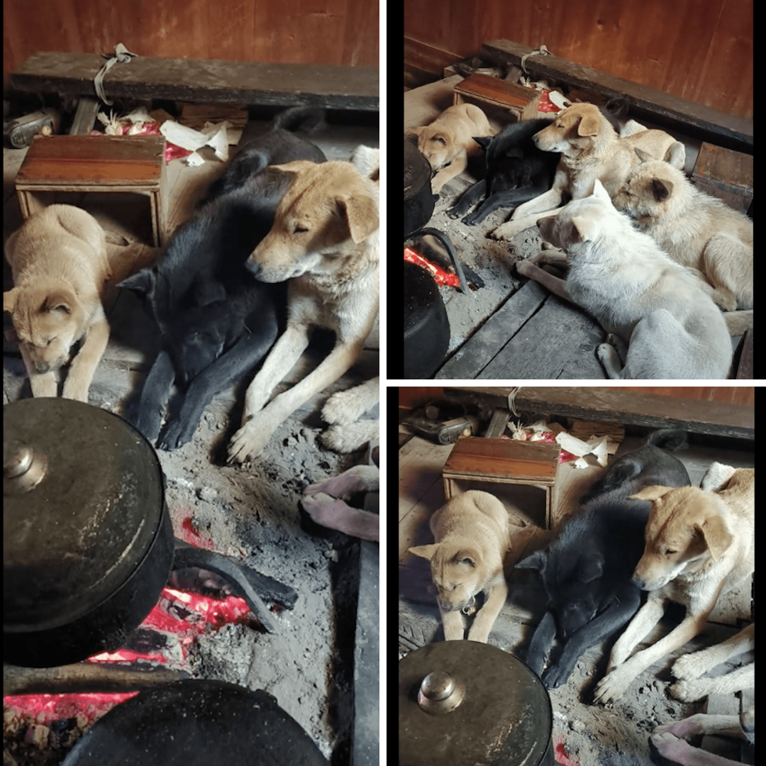 Chủ nhân đun nước, cả 5 chú chó của gia đình đều quây quần bên đống lửa để sưởi ấm, ấm cúng quá
